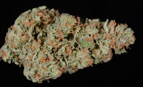 Durban Poison Flower