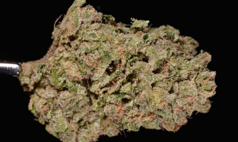 An example of Aspen OG, grown in Colorado. (Ry Prichard, The Cannabist)