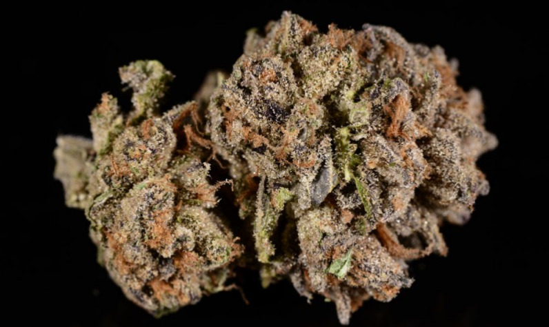 An example of Cherry Pie, grown in Colorado. (Ry Prichard, The Cannabist)