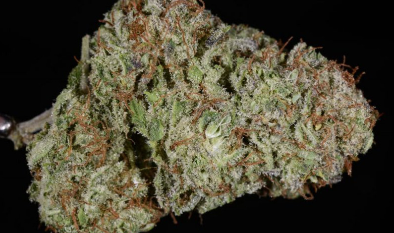 A sample of the Critical Mass strain, grown in Colorado. (Ry Prichard, The Cannabist)