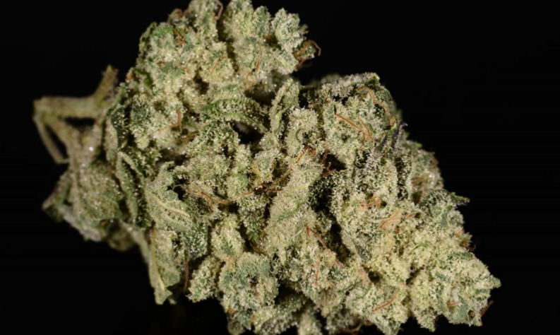 An example of the Juicy Fruit strain, grown in Colorado. (Ry Prichard, The Cannabist)