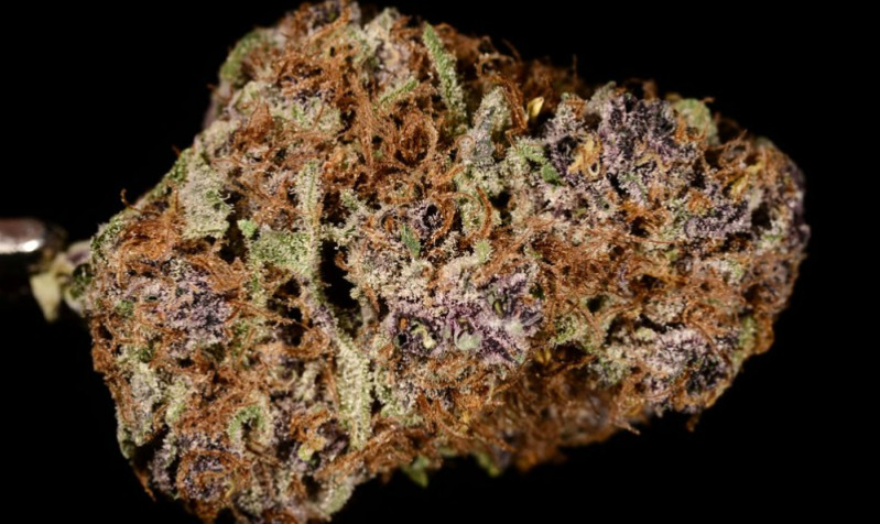 A sample of Purple Urkle grown in Colorado. (Ry Prichard, The Cannabist)