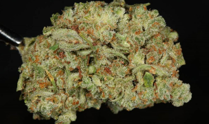 An example of Trainwreck, grown in Colorado. (Ry Prichard, The Cannabist)